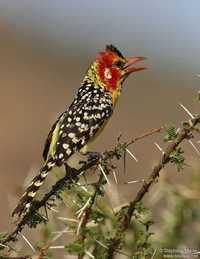 Trachyphonus erythrocephalus ( Barbet )