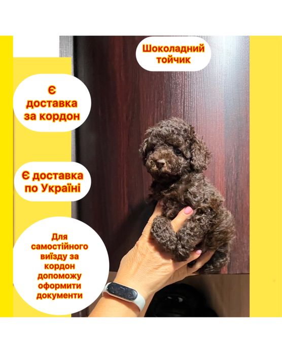 Найлагідніший хлопчик  Шикарне маля Той пудель