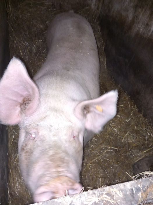 Sprzedam maciore 5 zł za kg