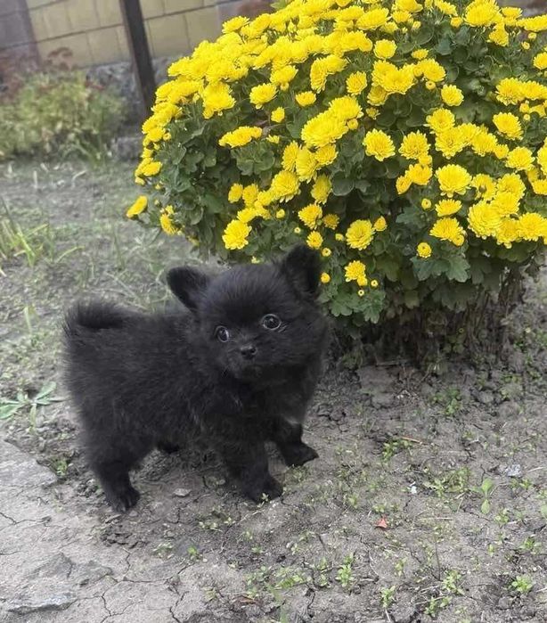 Помчі д/ш дівчинка.