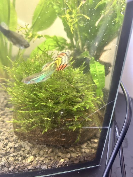 Akwarium 60l panorama - nowe - caly zestaw - 80 rybek wartości 600 zł