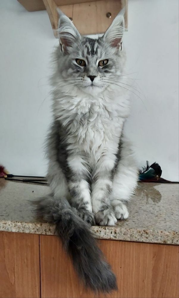 Piękna koteczka Maine Coon, rodowód FPL