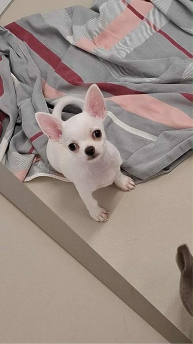 Chłopiec chihuahua FCI