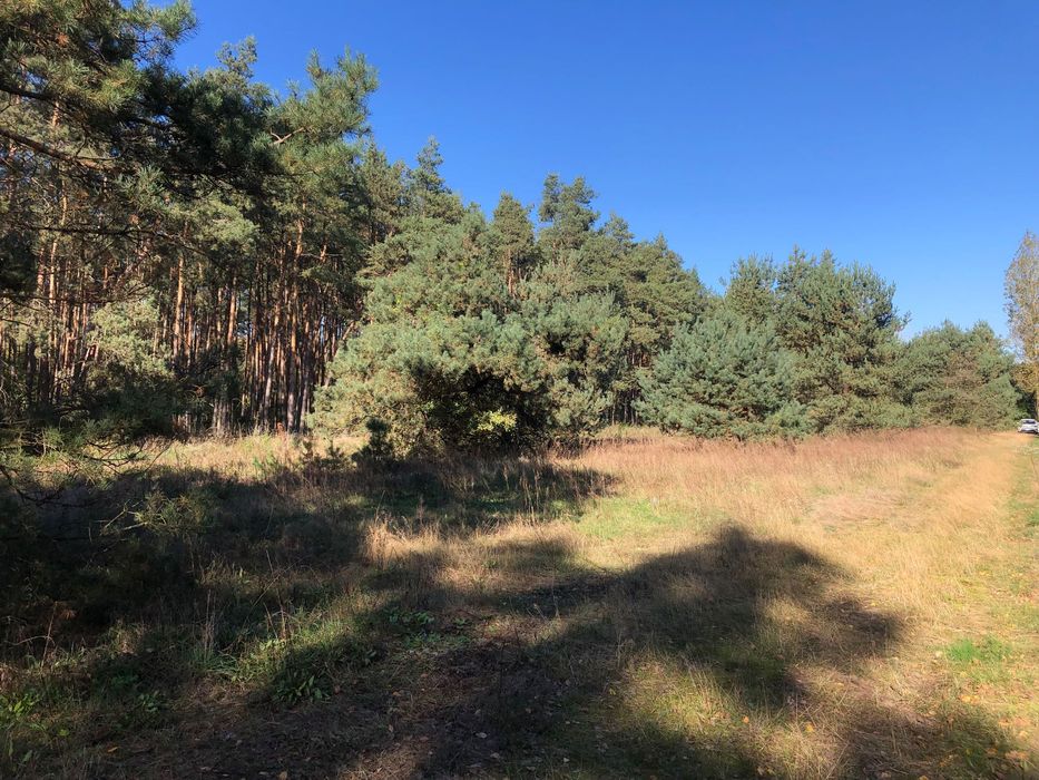 Dwie działki leśne, k. Łęczycy, dojazd asfalt