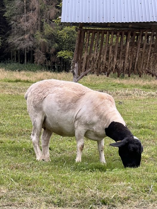 Owce Dorper Dorpery /Matki kotne