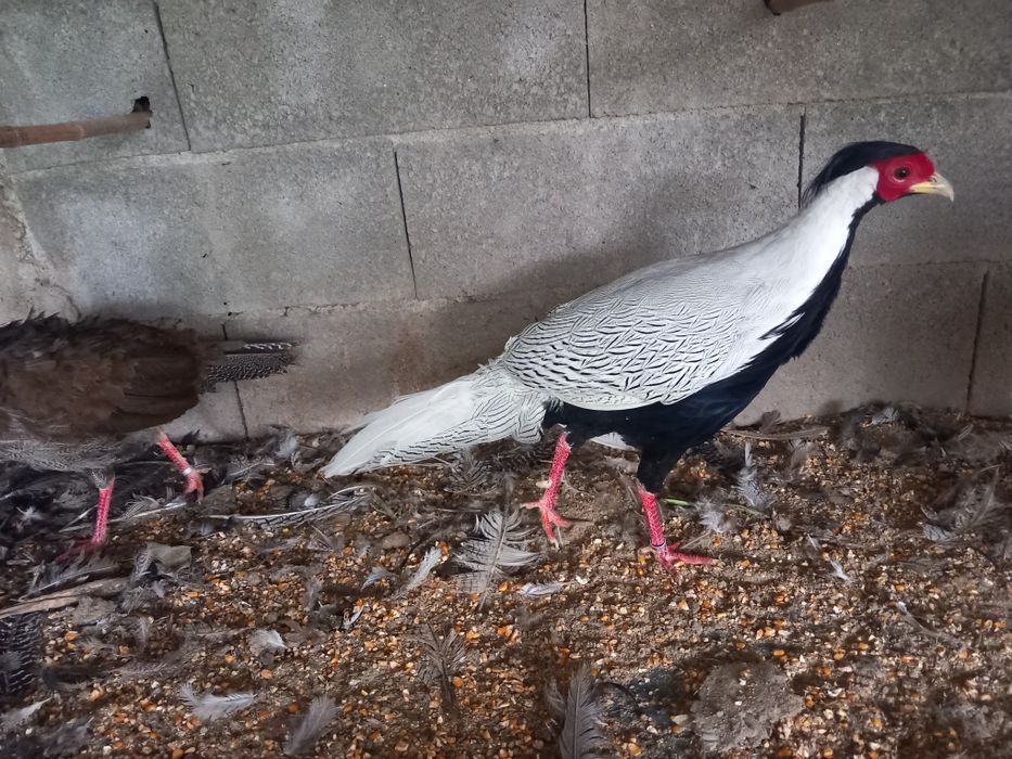 Varias aves disponiveis