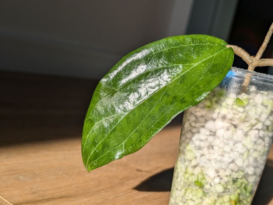 Hoya sp ut 033 rzadka
