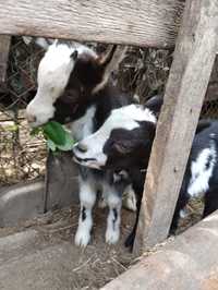 Козенята від молочної кози