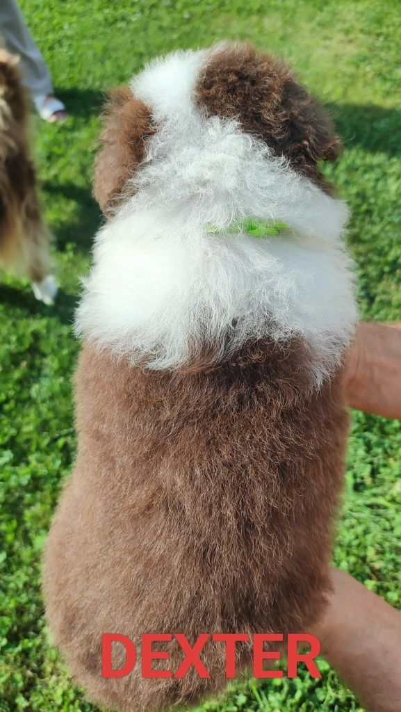 Border collie szczenię