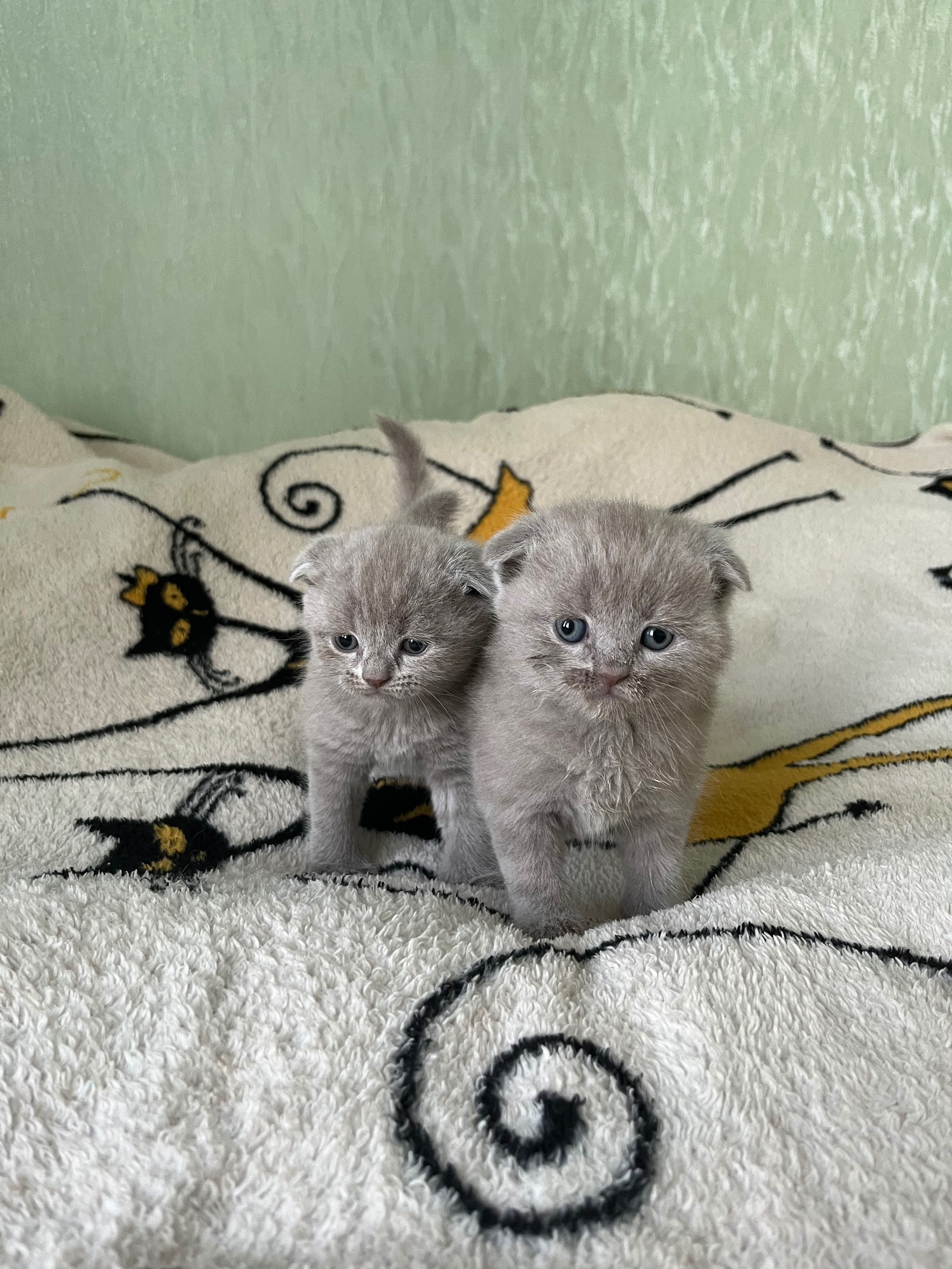 Весловухі та прямовухі шотландські кошенята