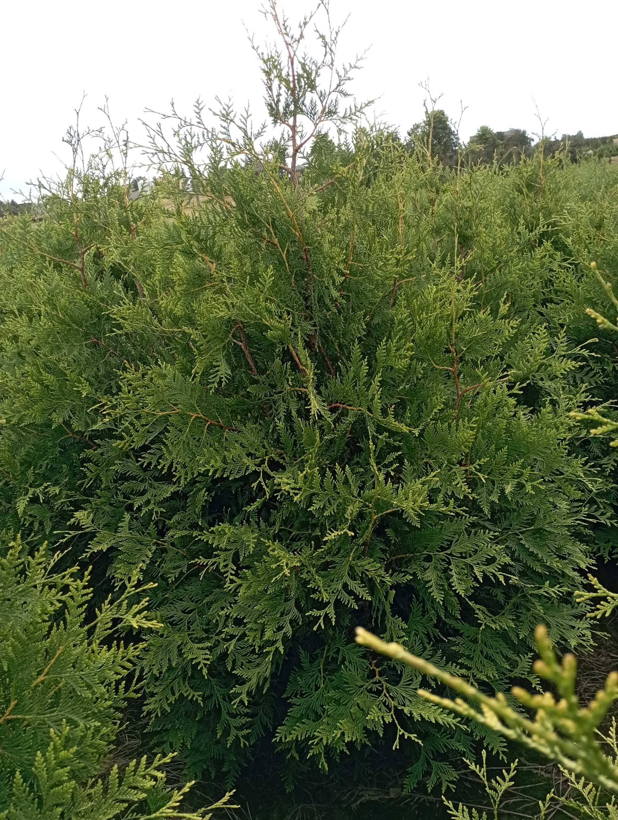 Żywopłot tuja tuje brabant 180-200 cm wysokie gęste dowóz