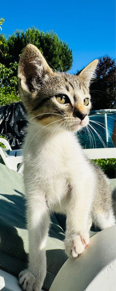 Quatro gatinhos machos para adoçao
