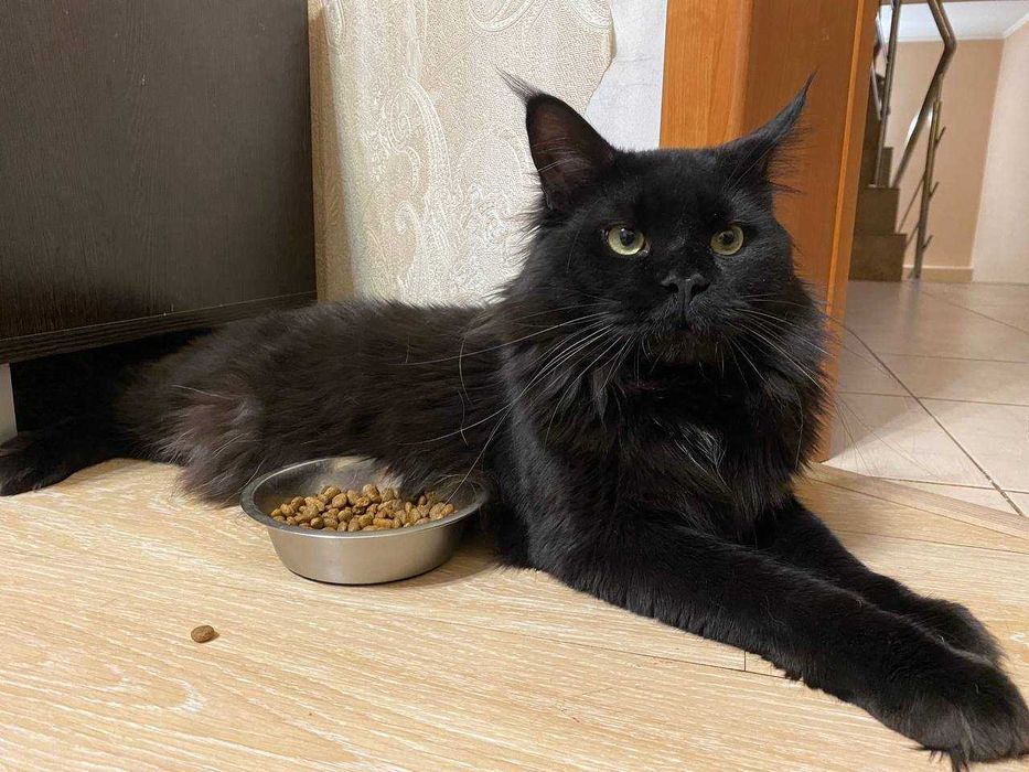 Черный мейн-кун вязка, с документами