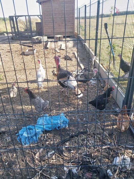 Sprzedam indyki młode