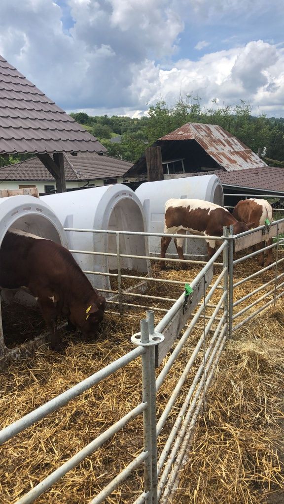 Byczki i jałówki miejsce w wadze 170kg