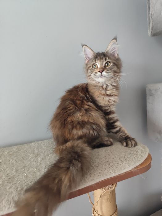 Śliczna szylkretka Maine Coon