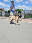 Bullmastiff samica MERCI FCI zkwp gotowa na zmianę domu