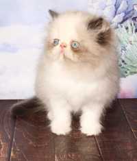 Продам персидське кошеня хлопчик