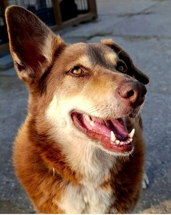 Maksio błaga o szansę i dom ..