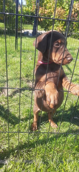 DOBERMAN europejski czystej rasy suczka ostatnia!