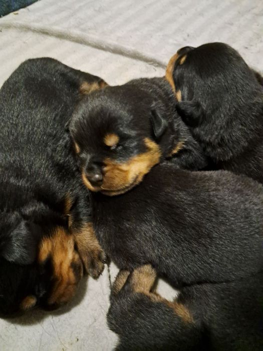 Щенки ротвейлера