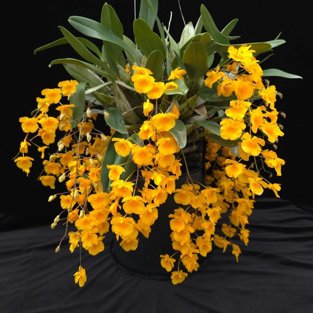Орхідея Dendrobium Aggregatum x Jenkinsii доросла рослинка
