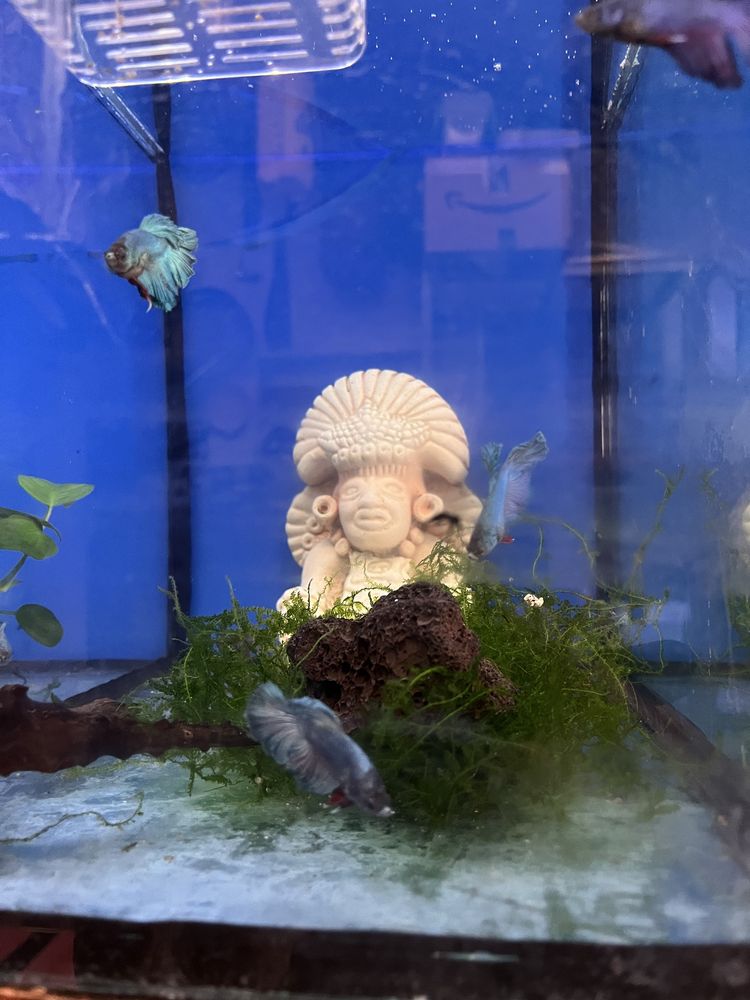 Bettas koi e azuis