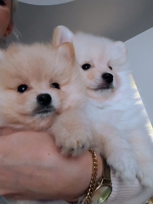 Biały piesek szpic miniaturowy