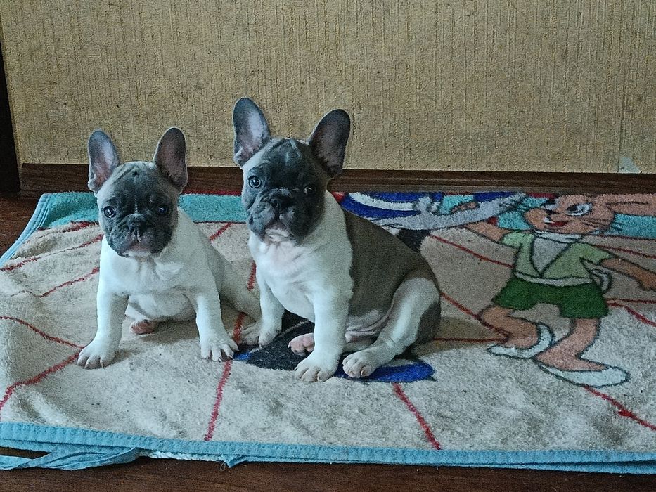 Вязка. Случка. Французский бульдог