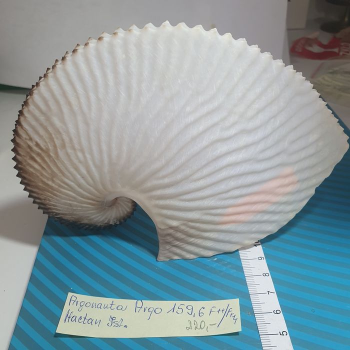 Muszla Argonaute argo