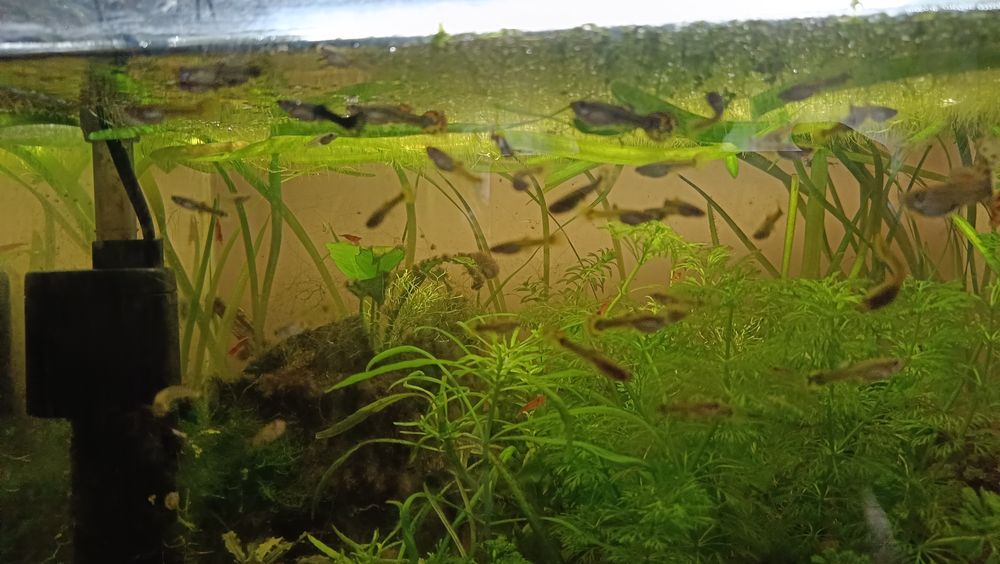 Sprzedam gupiki i mieczyki