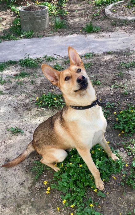 Песик-енерджайзер шукає дім!