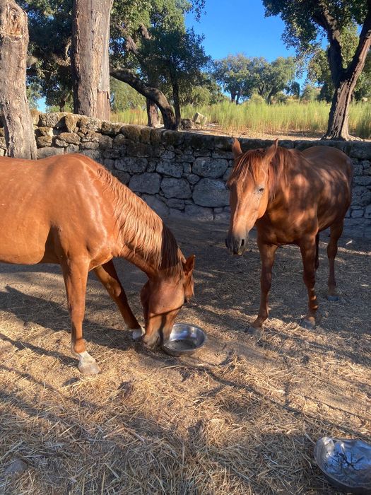 garanhao de quase 3,5 anos