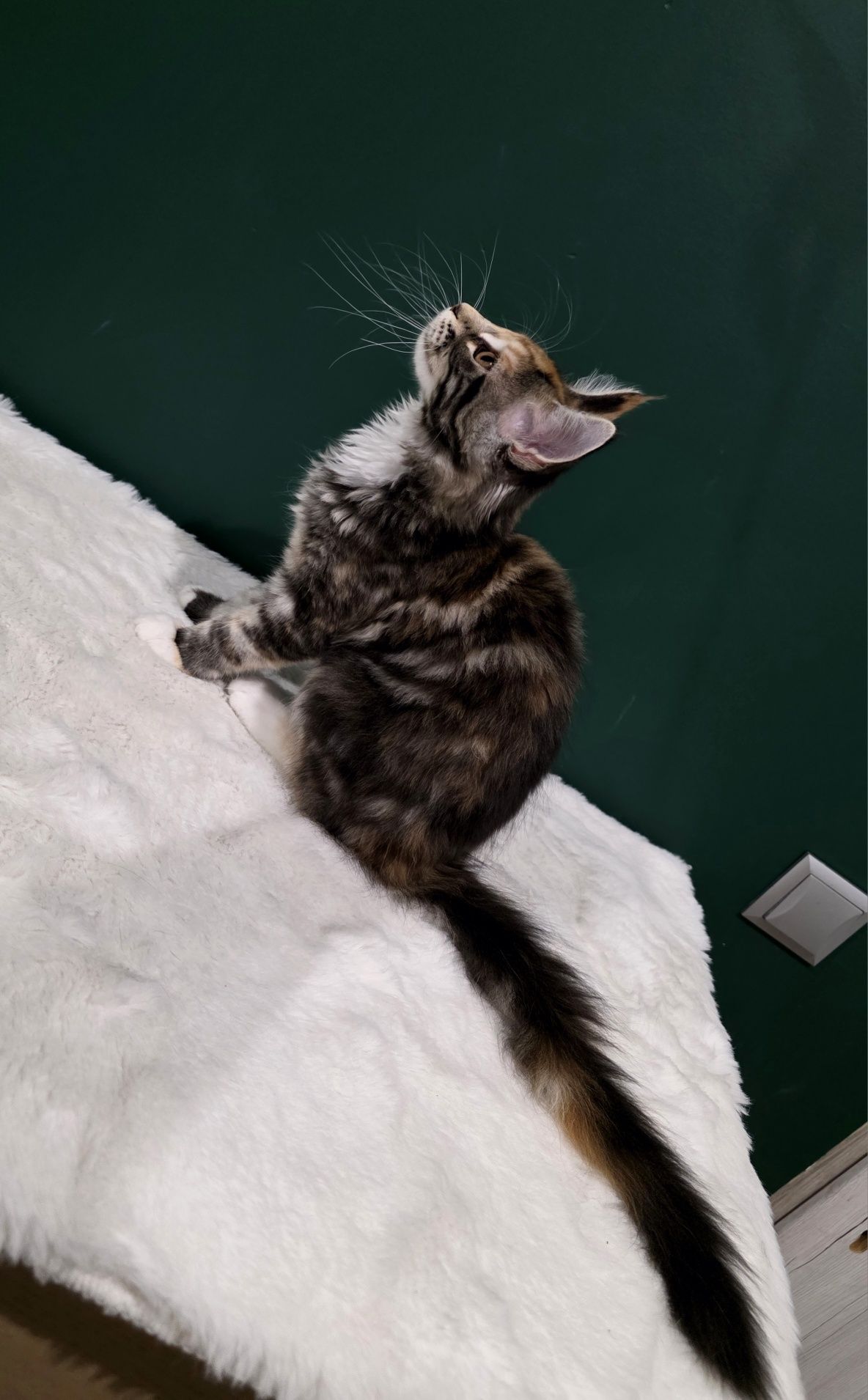Aurelia duża kotka Maine Coon rodowód FPL