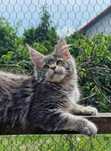 Kotka maine coon