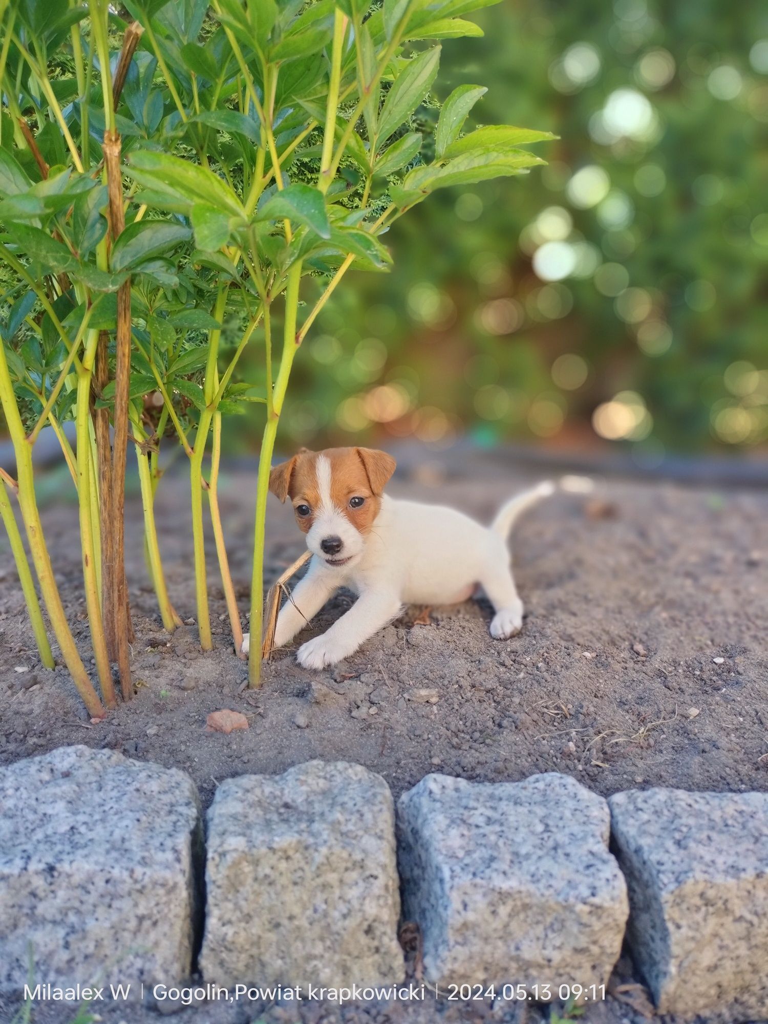 Jack Russell Terrier