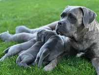 Zapowiedź miotu Cane Corso ZKwP/FCI - koniec czerwca 2025