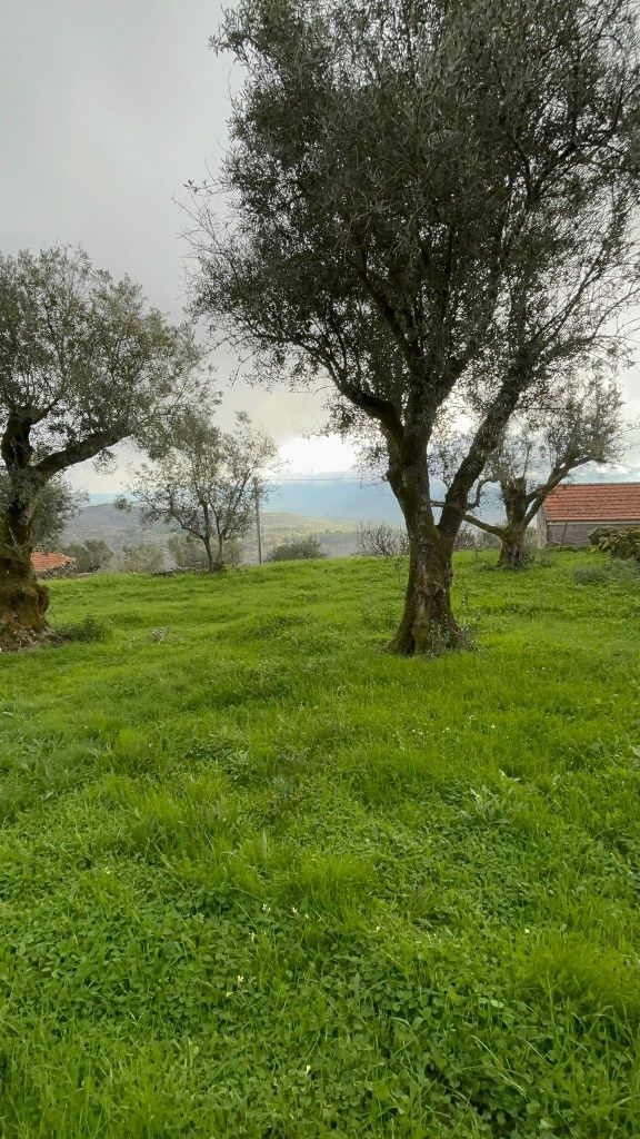 Terreno / Quintinha com 5 mil m2 em Algodres