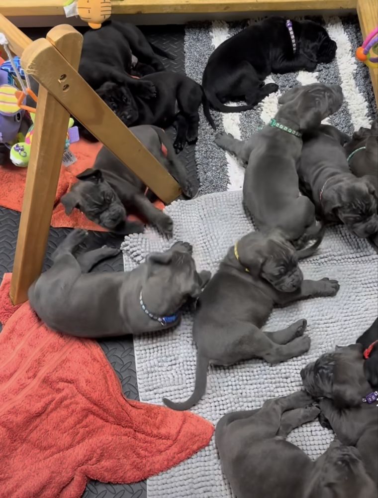 Щастя поруч Львівському питомнику-Cane corso