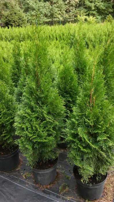 Tuja Thuja Szmaragd 110-120cm!! 7.5L