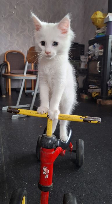 Дуже класна киця продаж