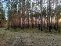 Działka z lasem sosnowym, 2.73 ha, gm. Słubice. Polecam