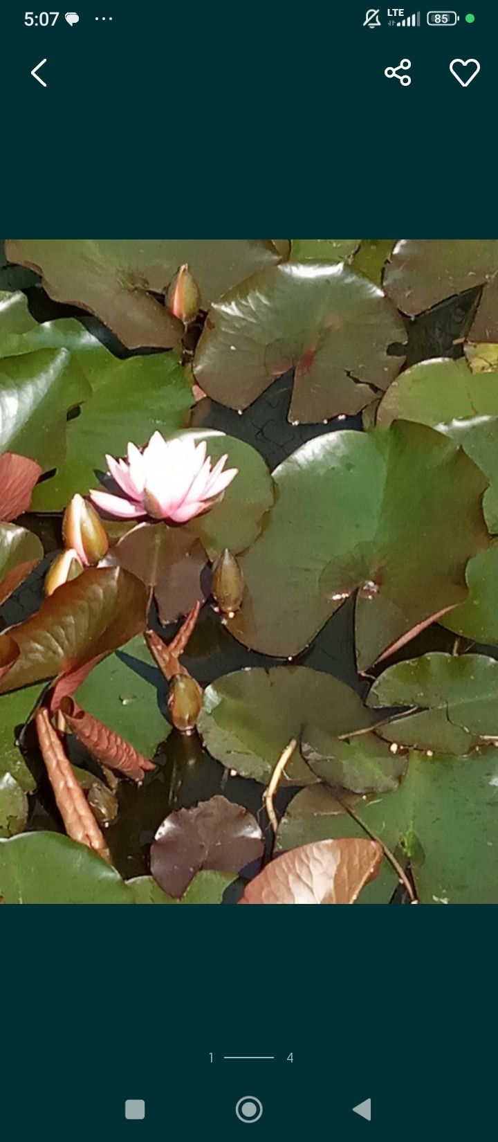 Lilia lilie wodne sadzonki