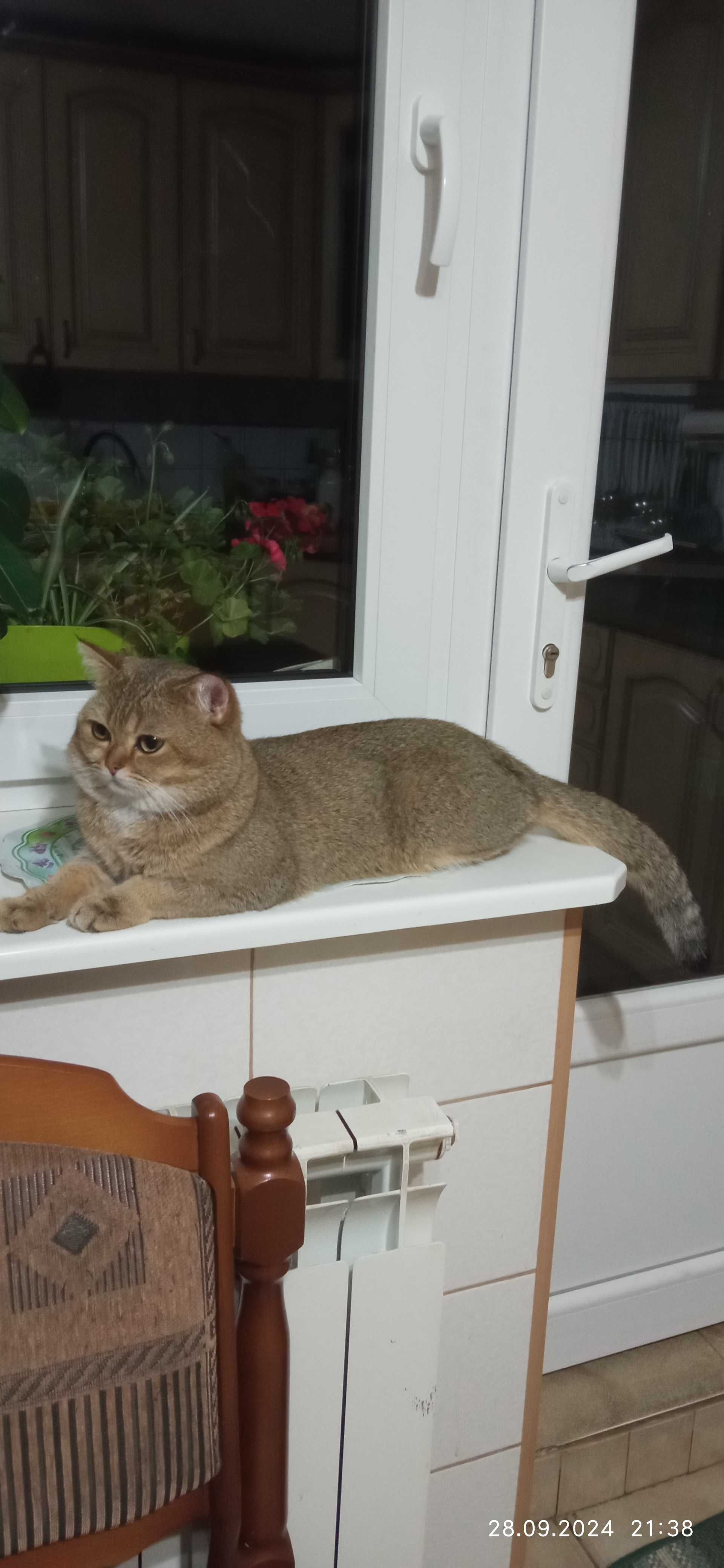 В'язка, Шотландський котик.