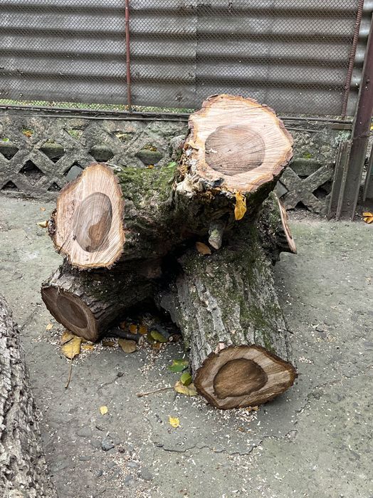 Продам стовбур і верхушку грецького горіха (канадський сорт)