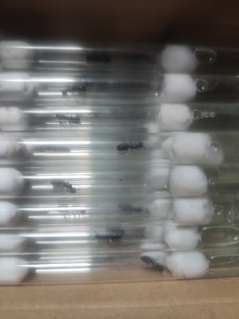 Матки муравей вагус опт от 10 шт ,Camponotus vagus