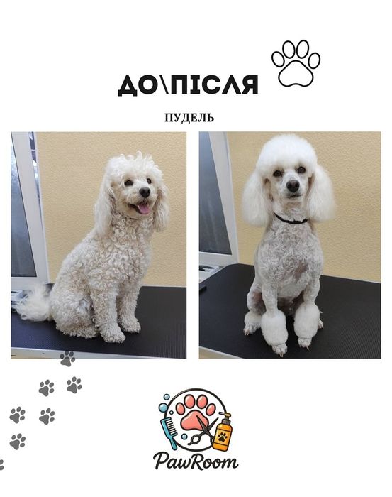 Послуги грумінгу, грумінг, грумер, стрижка котів собак