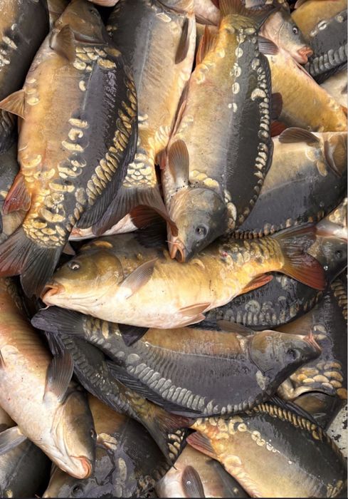 Zywy Karp na Tomexie