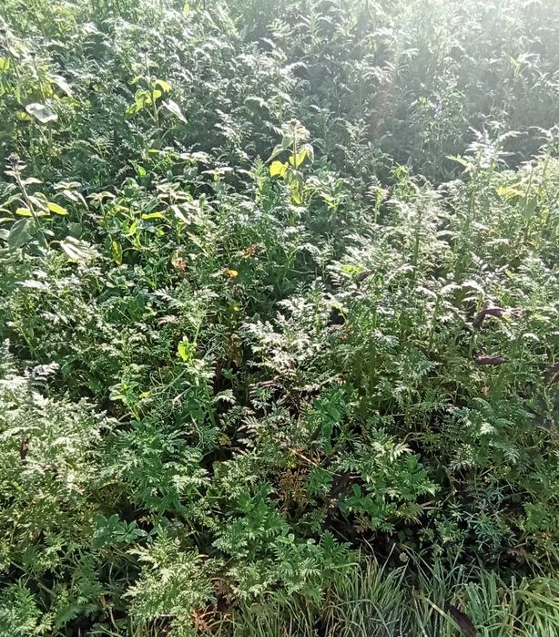 poplony facelia gorczyca rzodkiew wyka gryka łubin słonecznik trawy