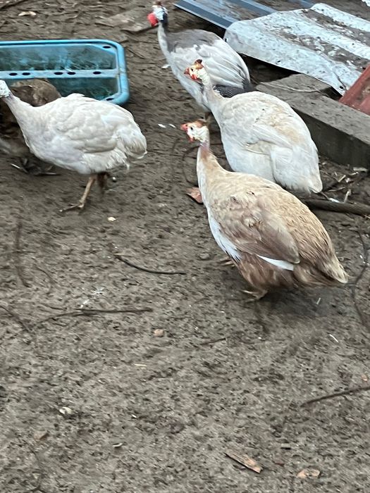 Perliczki , francuskie